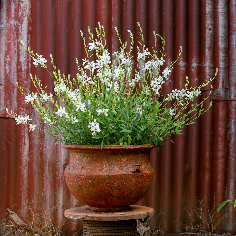Gaura ‘Lillipop Soda Pop’