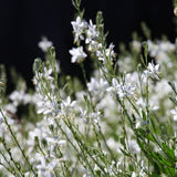 Gaura ‘Lillipop Soda Pop’