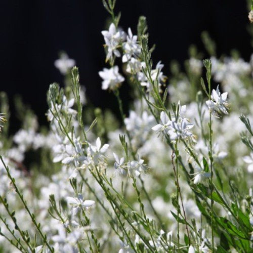 Gaura ‘Lillipop Soda Pop’