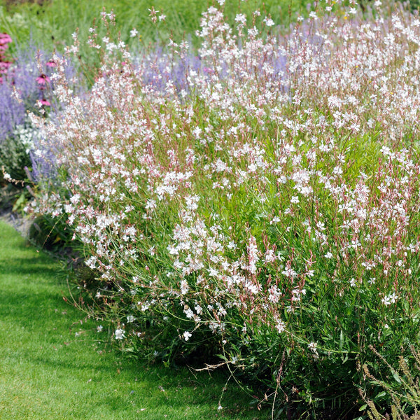 Gaura Pink Bouquet