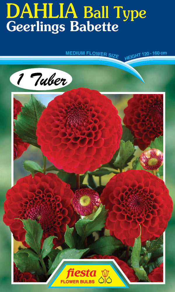 DAHLIA 'Geerling's Babette'