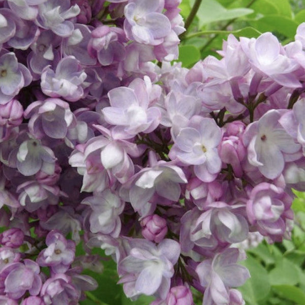 Syringa ‘General Pershing'