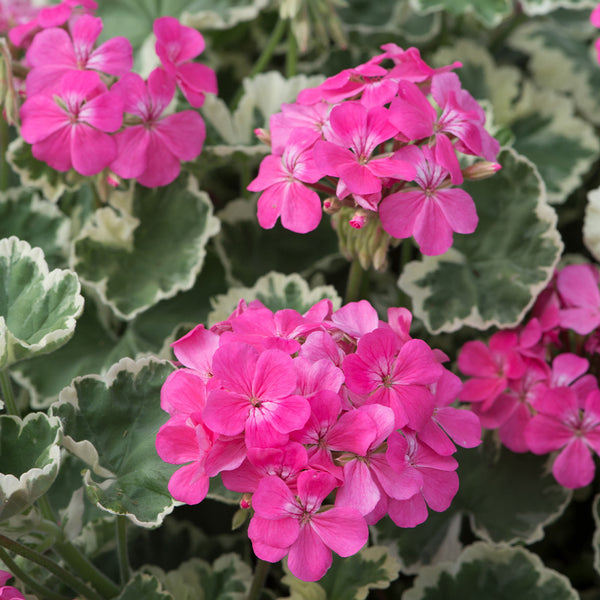 Geranium Madame Salleroi