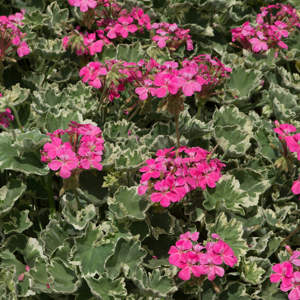 Geranium Madame Salleroi