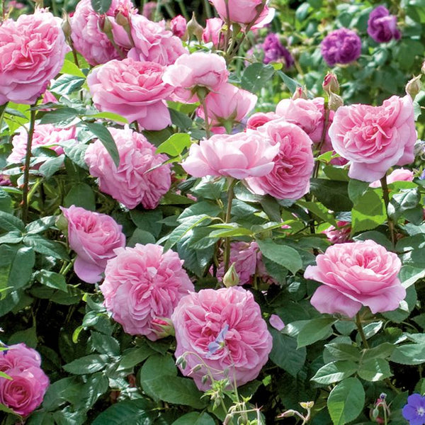 Rose Gertrude Jekyll