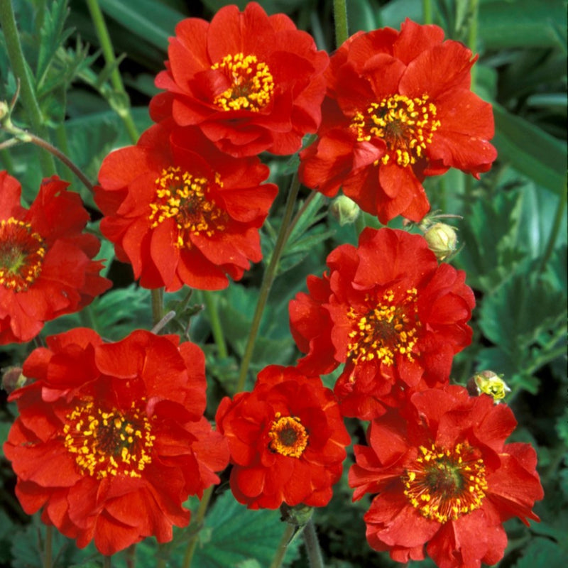 Geum Mrs Bradshaw