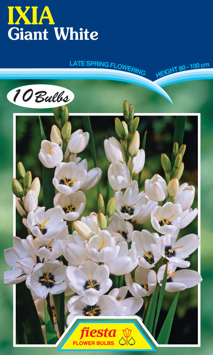 Ixia Giant White