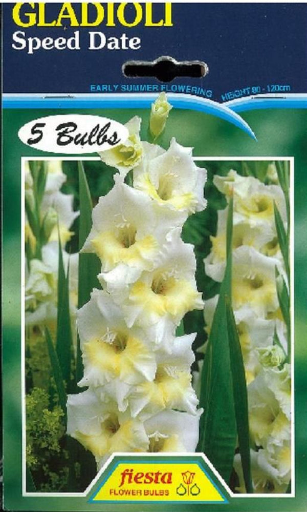Gladioli 'Speed Date'