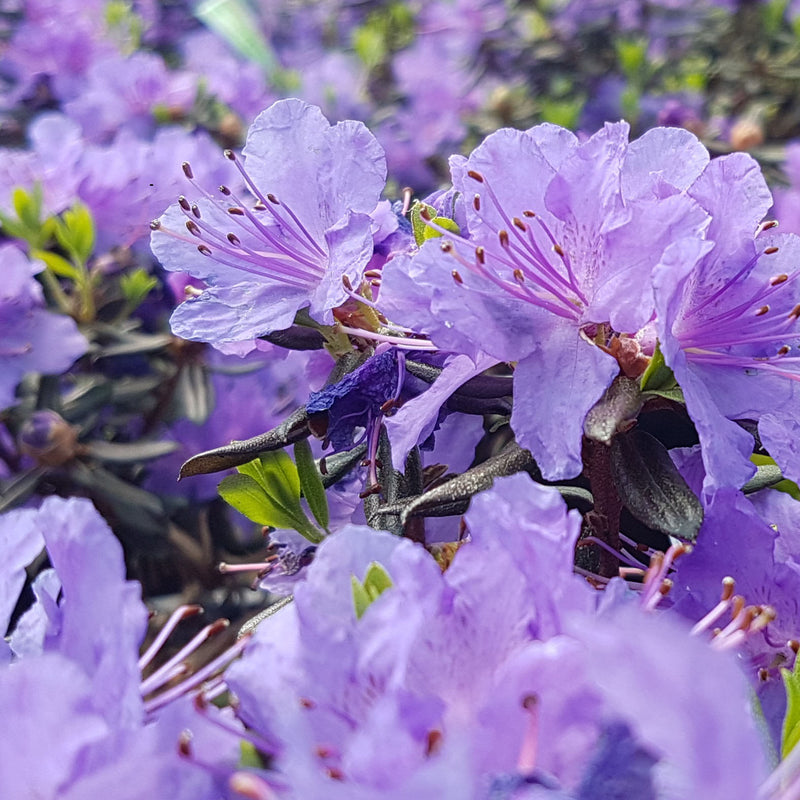 Rhododendron Glenfallach Blue