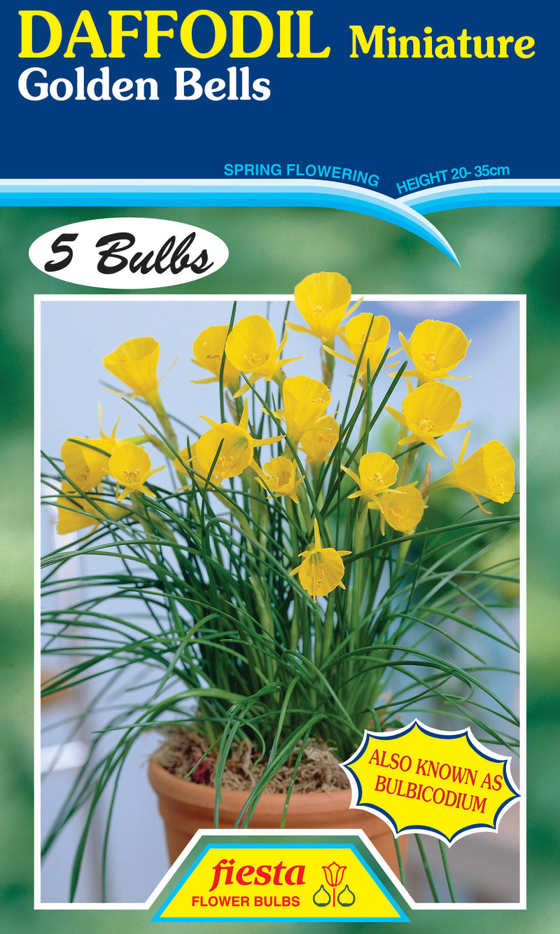 Daffodil Miniature Golden Bells Bulbicodium