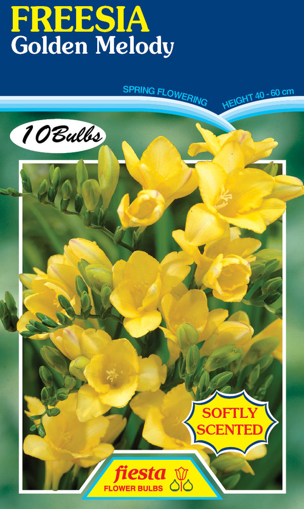 Freesia Golden Melody