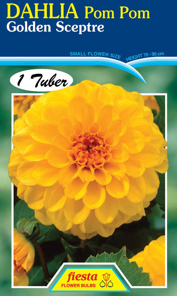 DAHLIA 'Golden Sceptre'