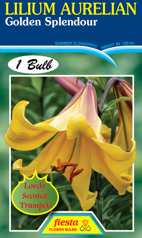 Lilium Golden Splendour