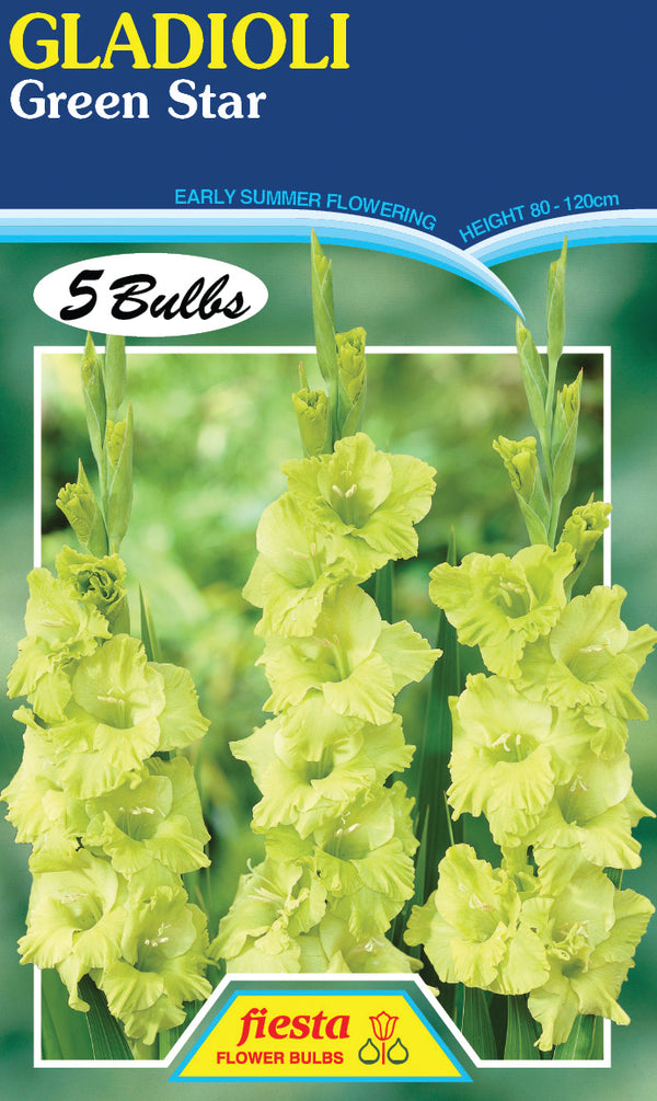 Gladioli 'Green Star'