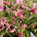 Grevillea 'Drummer Boy'