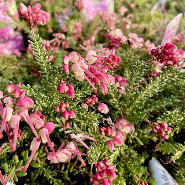 Grevillea 'Drummer Boy'