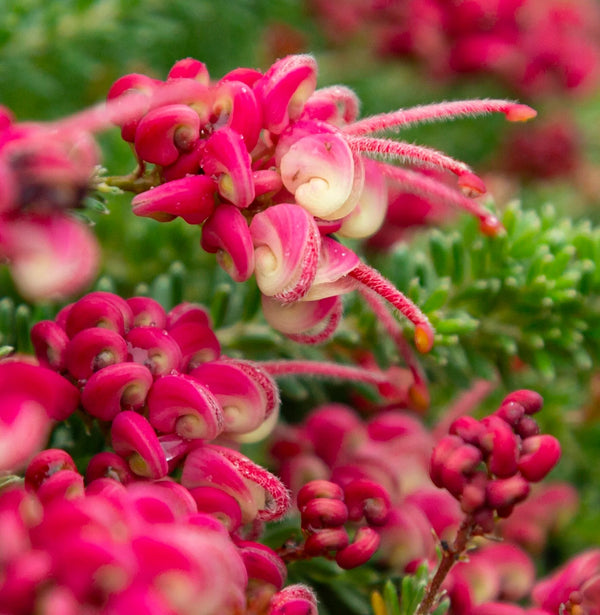 Grevillea 'Drummer Boy'