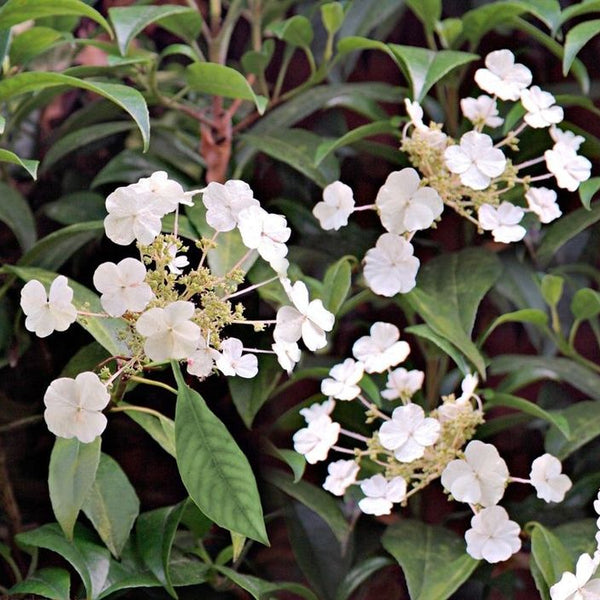 Hydrangea Seemanii