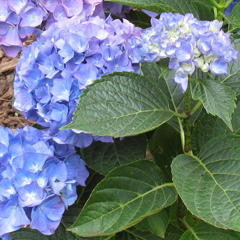 Hydrangea | Renate Steniger