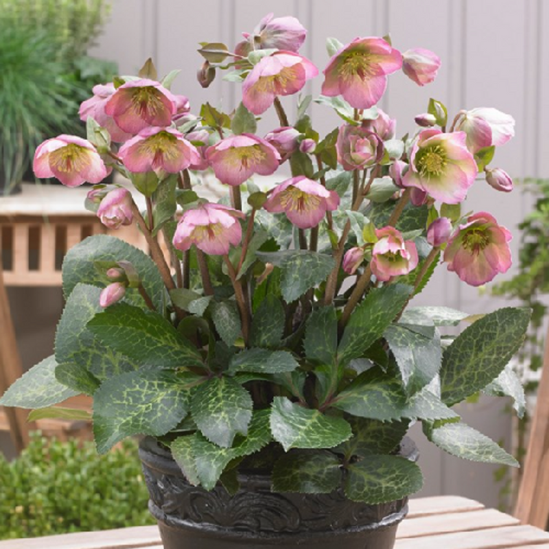 Helleborus 'Hannah's Blush'