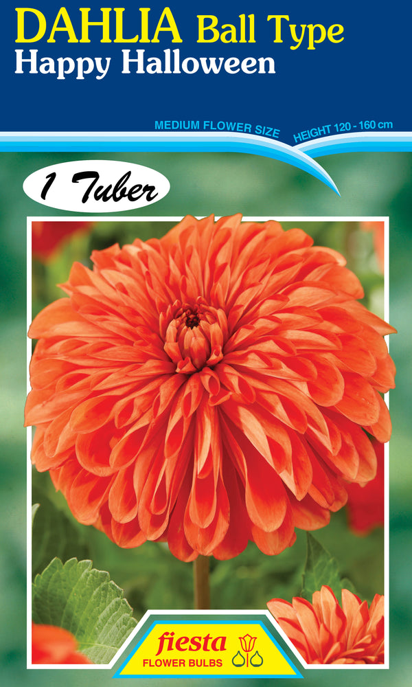 DAHLIA 'Happy Halloween'