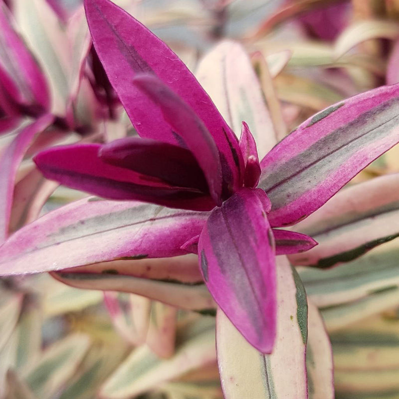 Hebe x speciosa Princess Leia