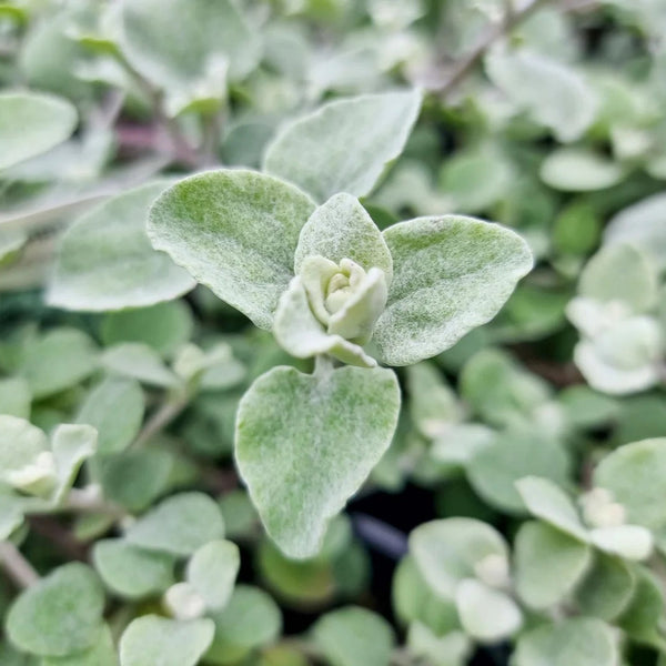 Helichrysum