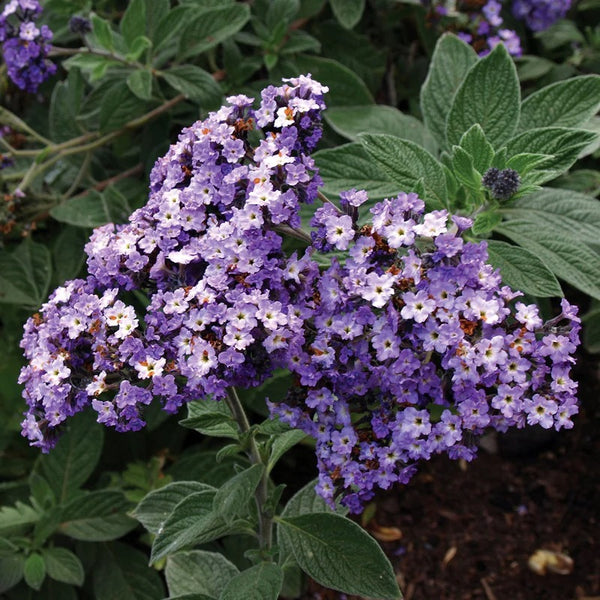 Heliotrope Cherry Pie