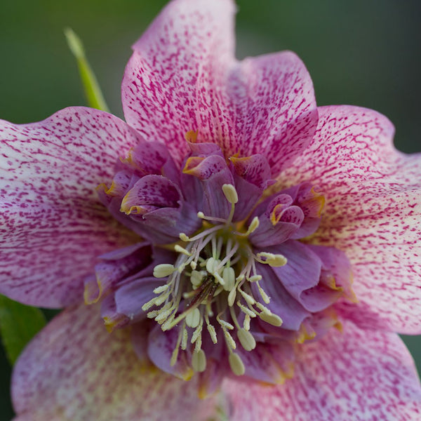 Helleborus 'Tutu'