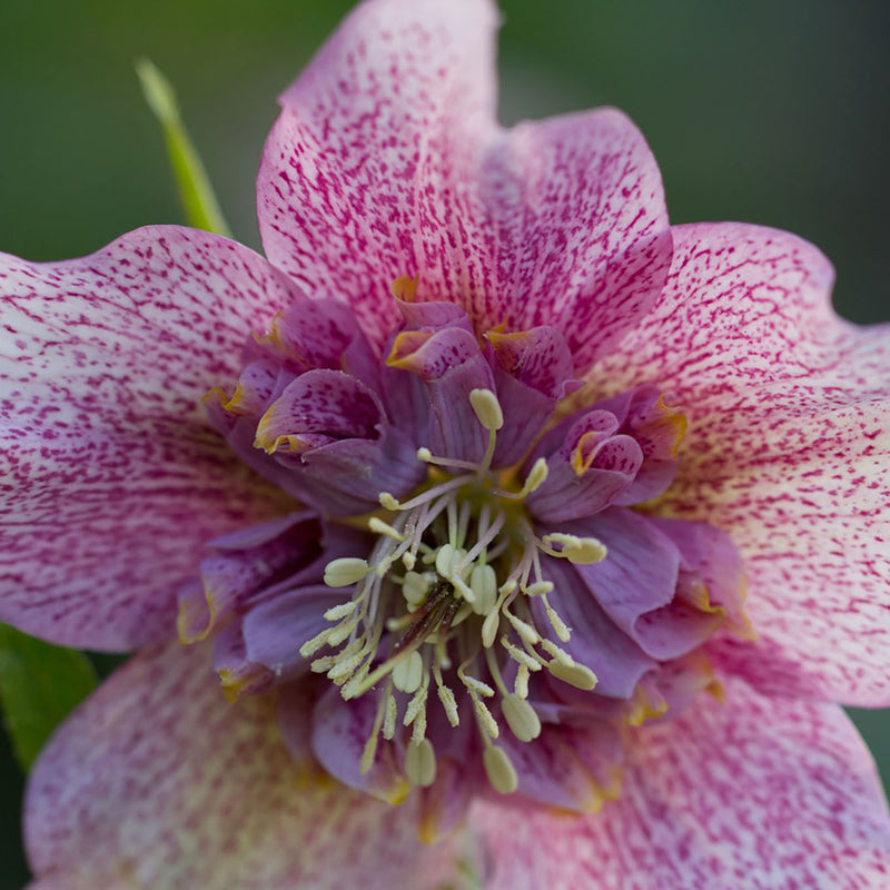 Helleborus 'Tutu'