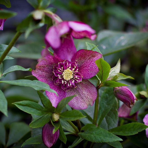 Helleborus 'Tutu'