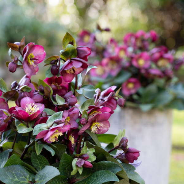 Helleborus 'Vibey Velvet'
