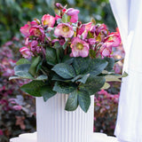 Helleborus 'Elemental'