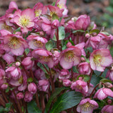 Helleborus 'Elemental'