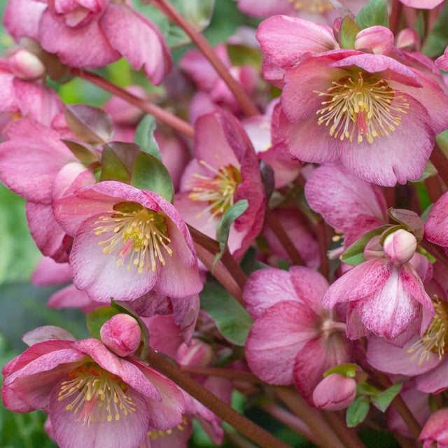 Helleborus 'Elemental'