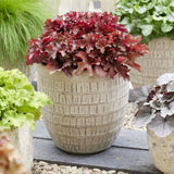 Heuchera | Cherryberry