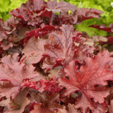 Heuchera | Cherryberry
