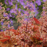 Heuchera | Orangeberry