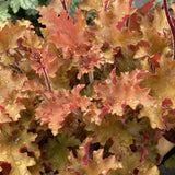 Heuchera | Orangeberry