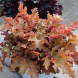 Heuchera | Orangeberry