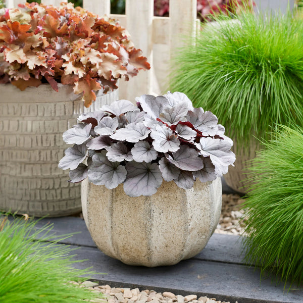 Heuchera Silverberry