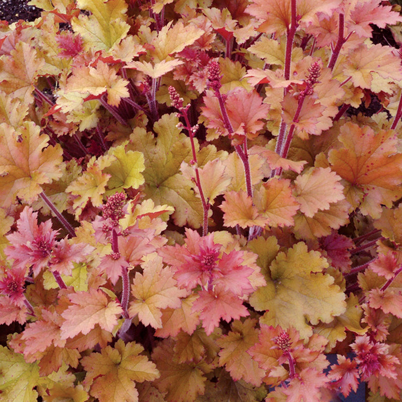 Heuchera Royal Marmalade