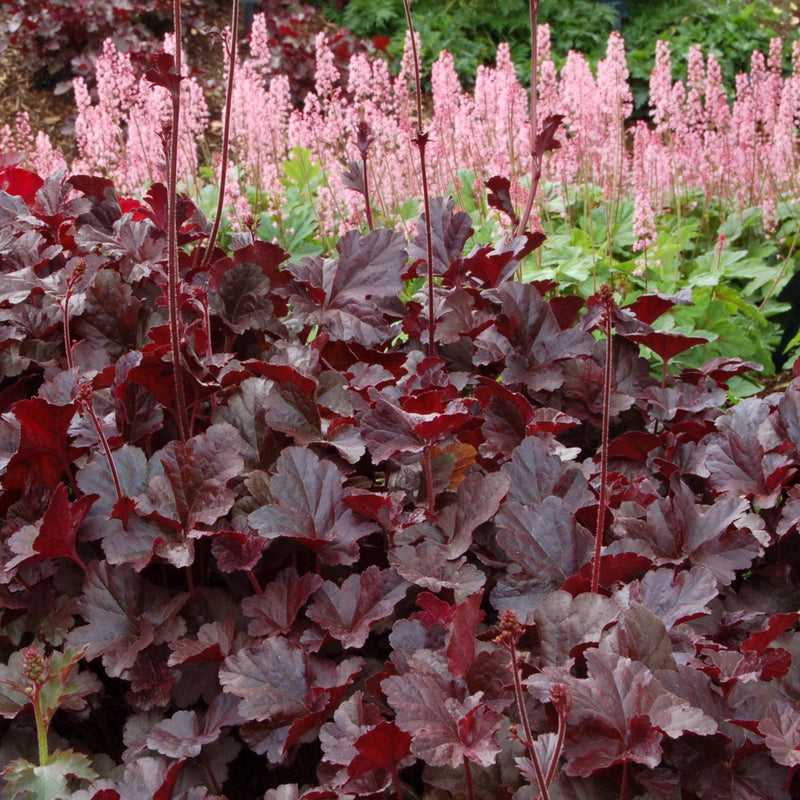 Heuchera Obsidian