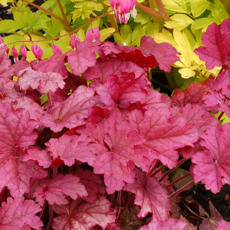 Heuchera Berry Smoothe