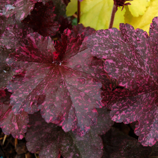 Heuchera Royal Midnight Rose