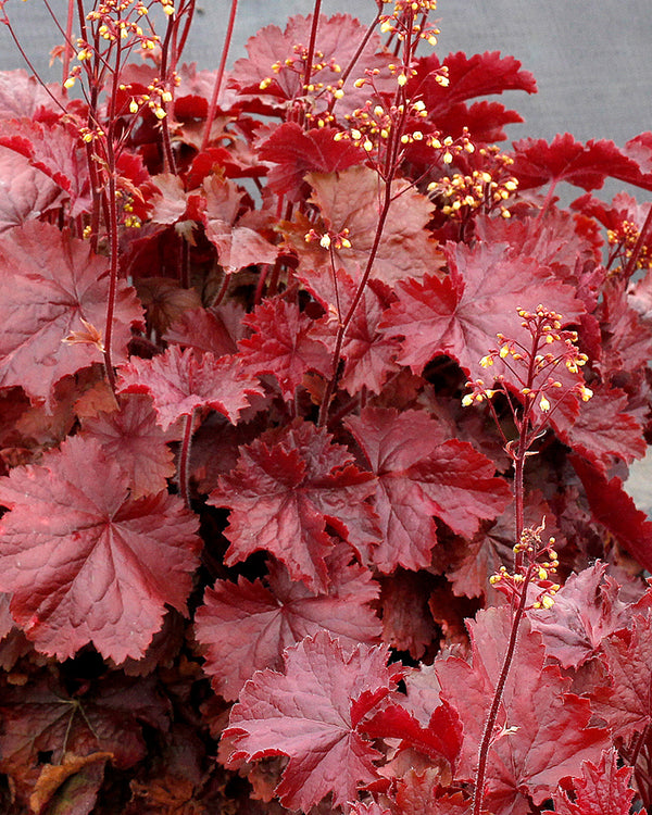 Heuchera Northern Exposure Red