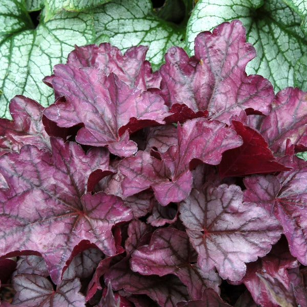 Heuchera Plum Royale