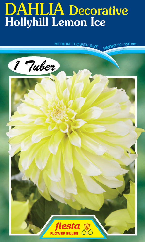 DAHLIA 'Holly Hill Lemon Ice'