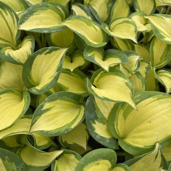 Hosta | Great Expectations