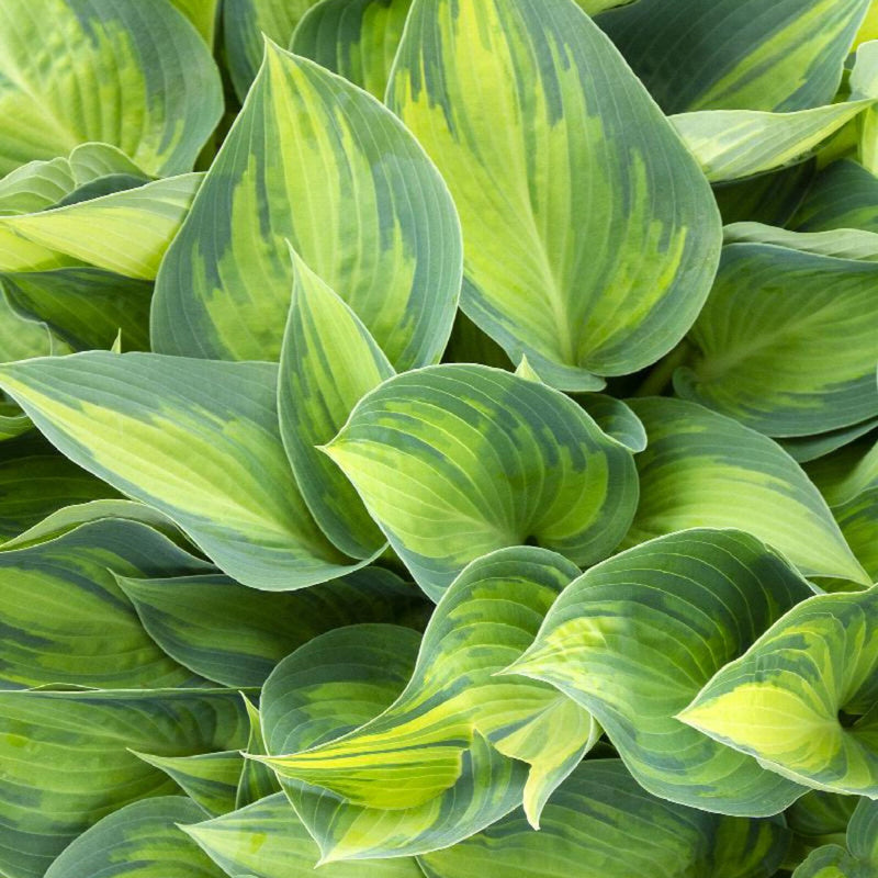 Hosta | June